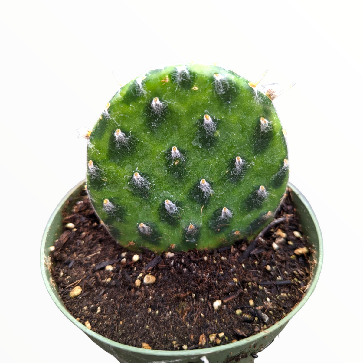 Opuntia decumbens cactus pad in nursery pot.