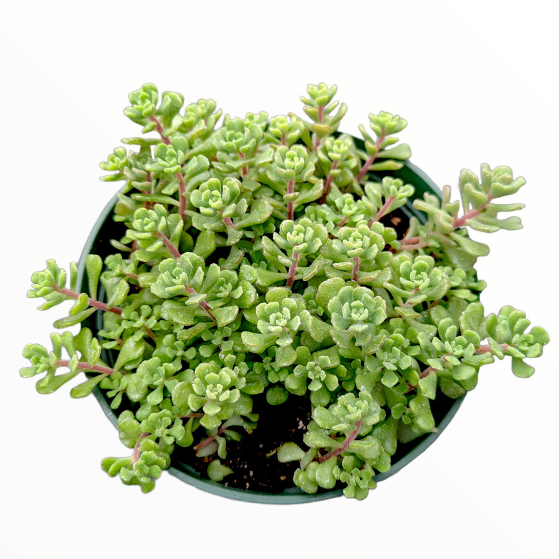 Sedum versadense Korean Succulent - Succulents Depot