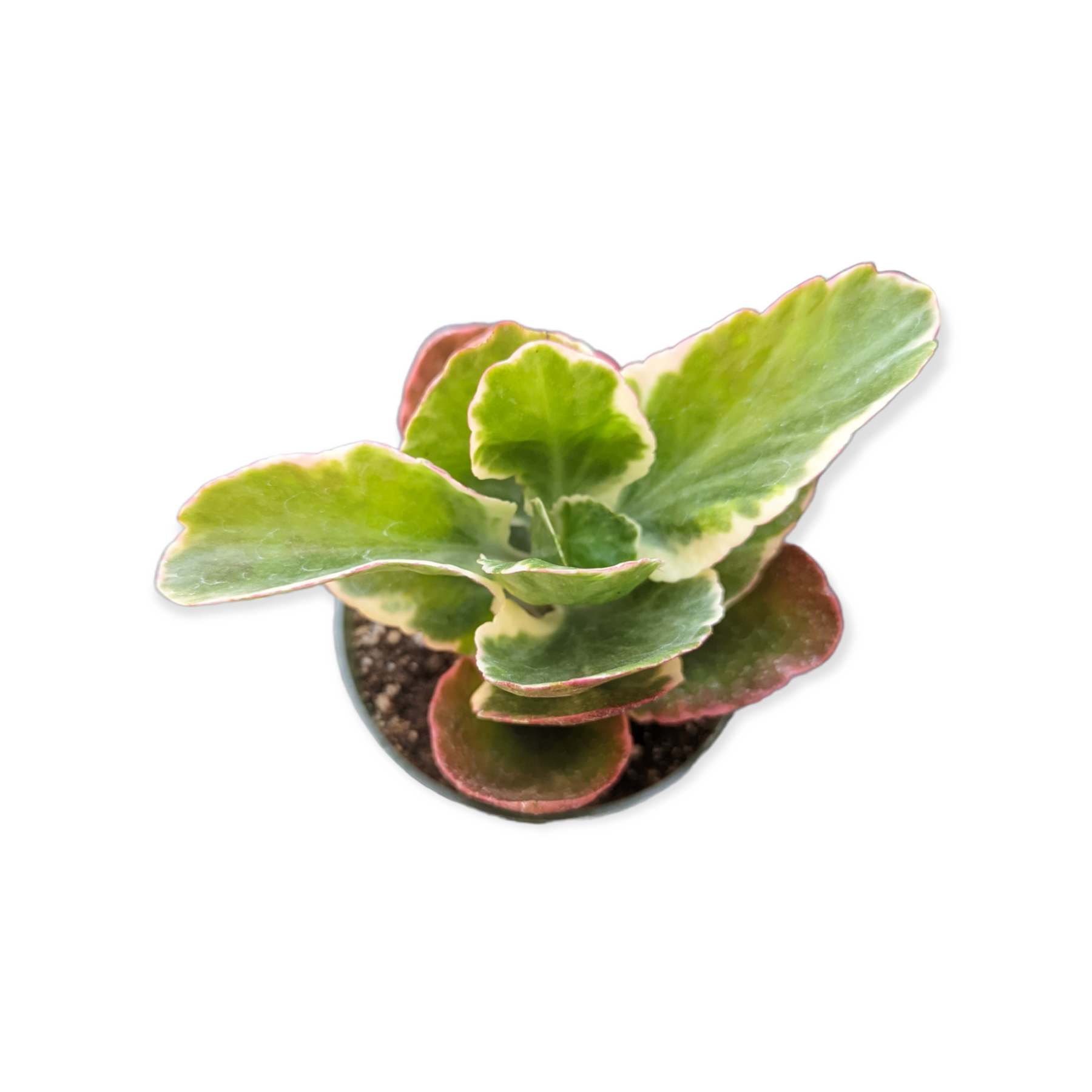 Kalanchoe Bryophyllum Fedtschenkoi
'Creamed Scallops'