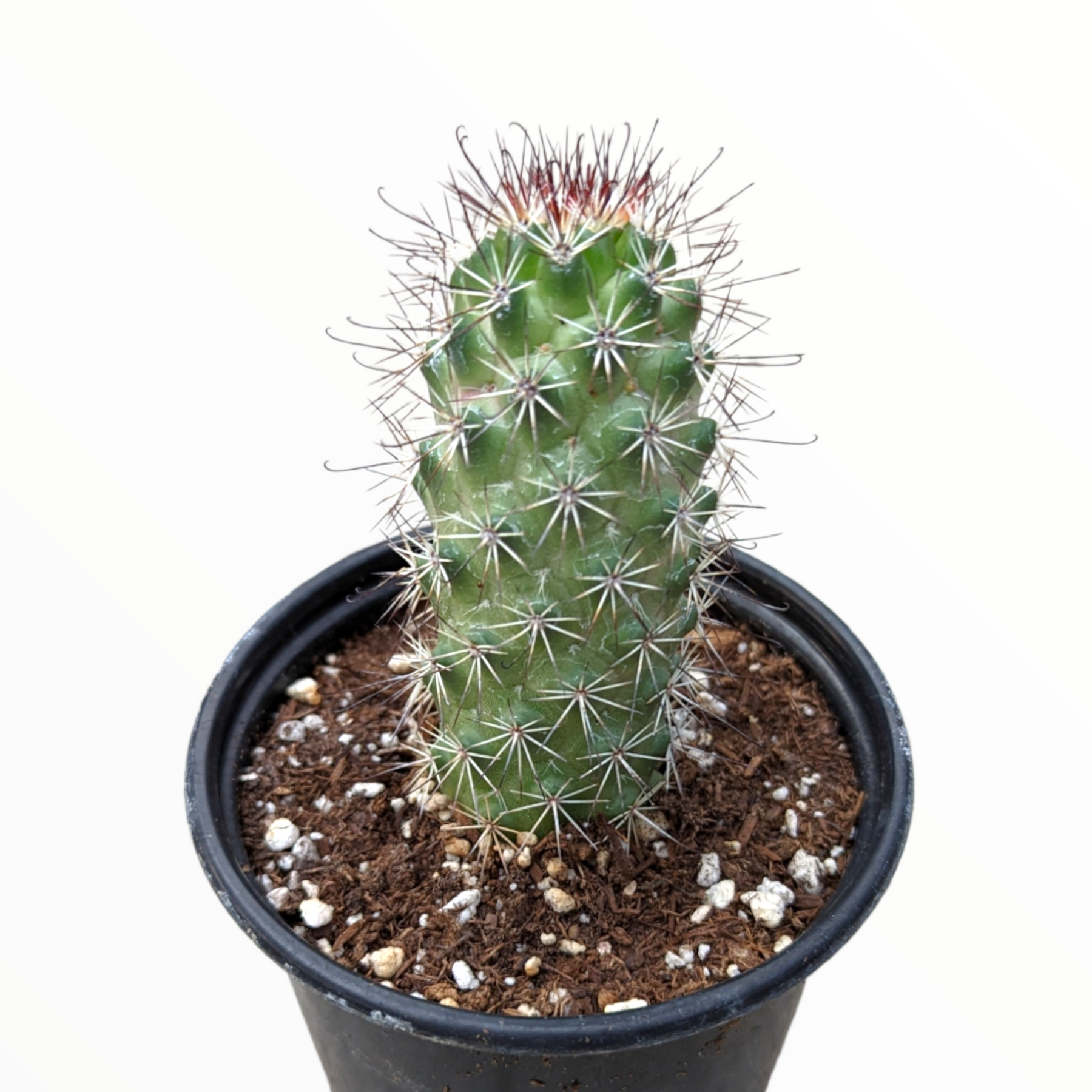 Mammillaria elongata 'Copper King'