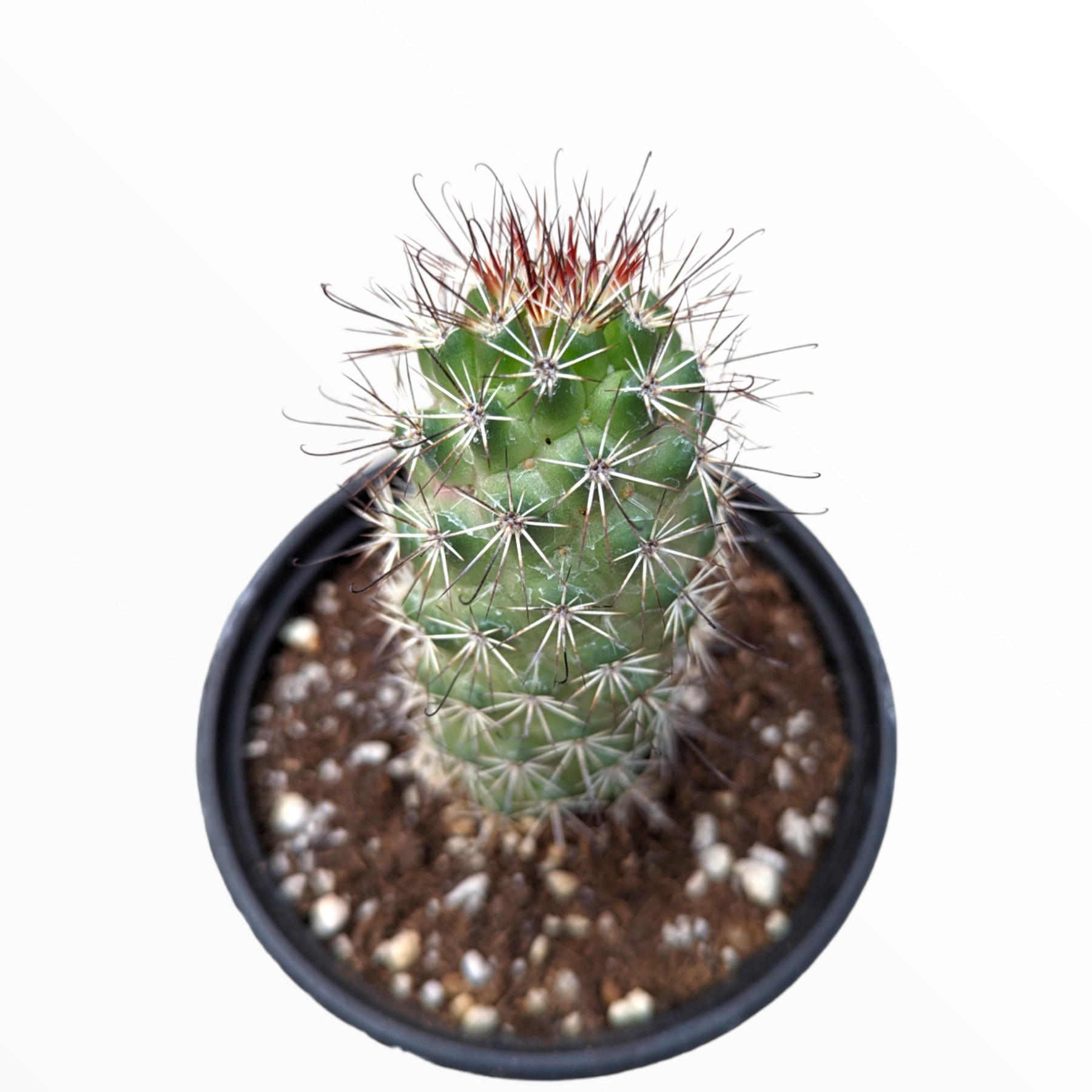 Mammillaria elongata 'Copper King'