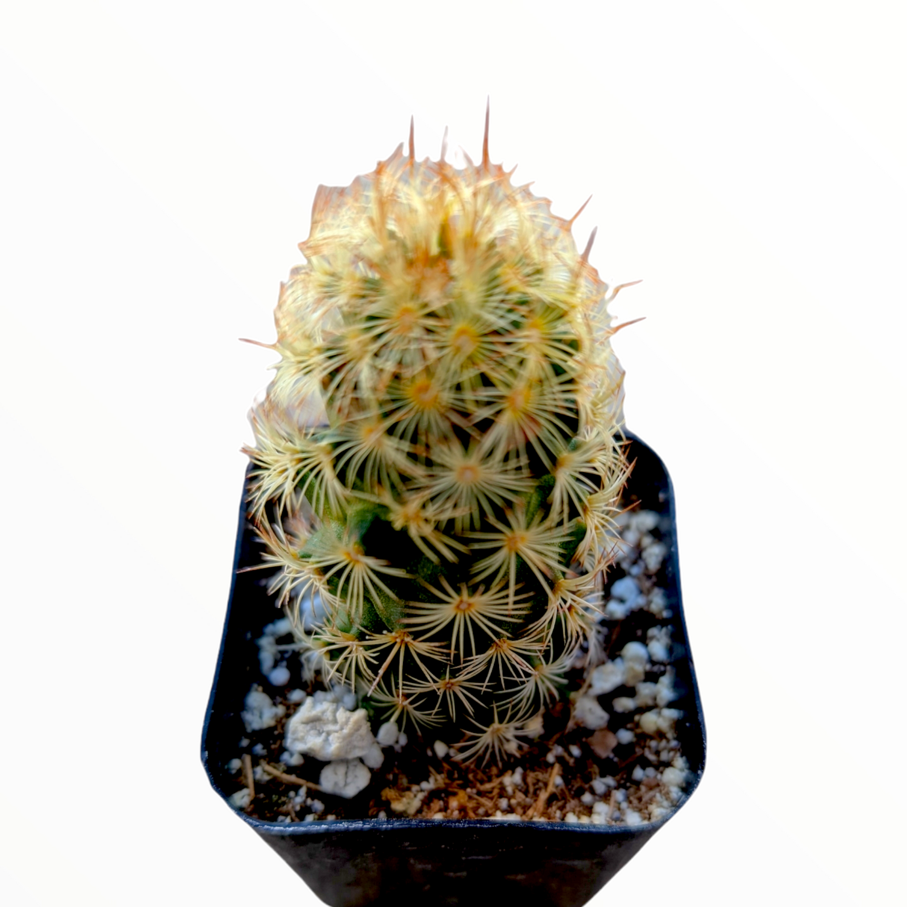 Mammillaria elongata 'Copper King'