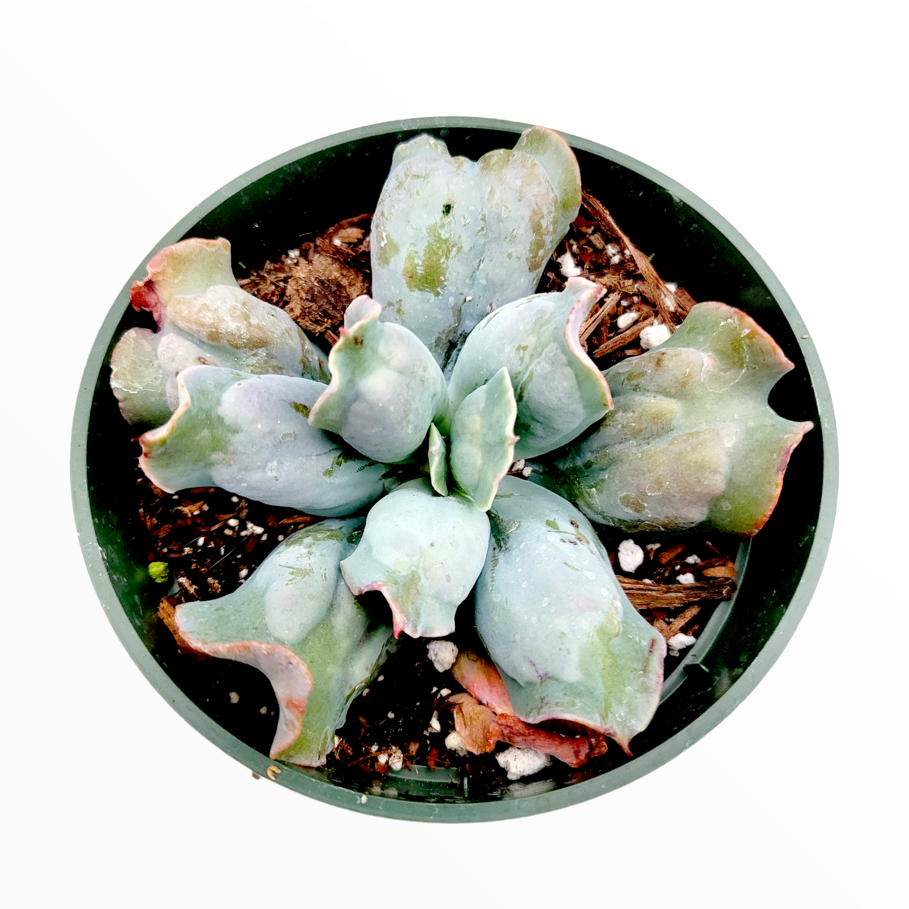 Echeveria 'Culibra'