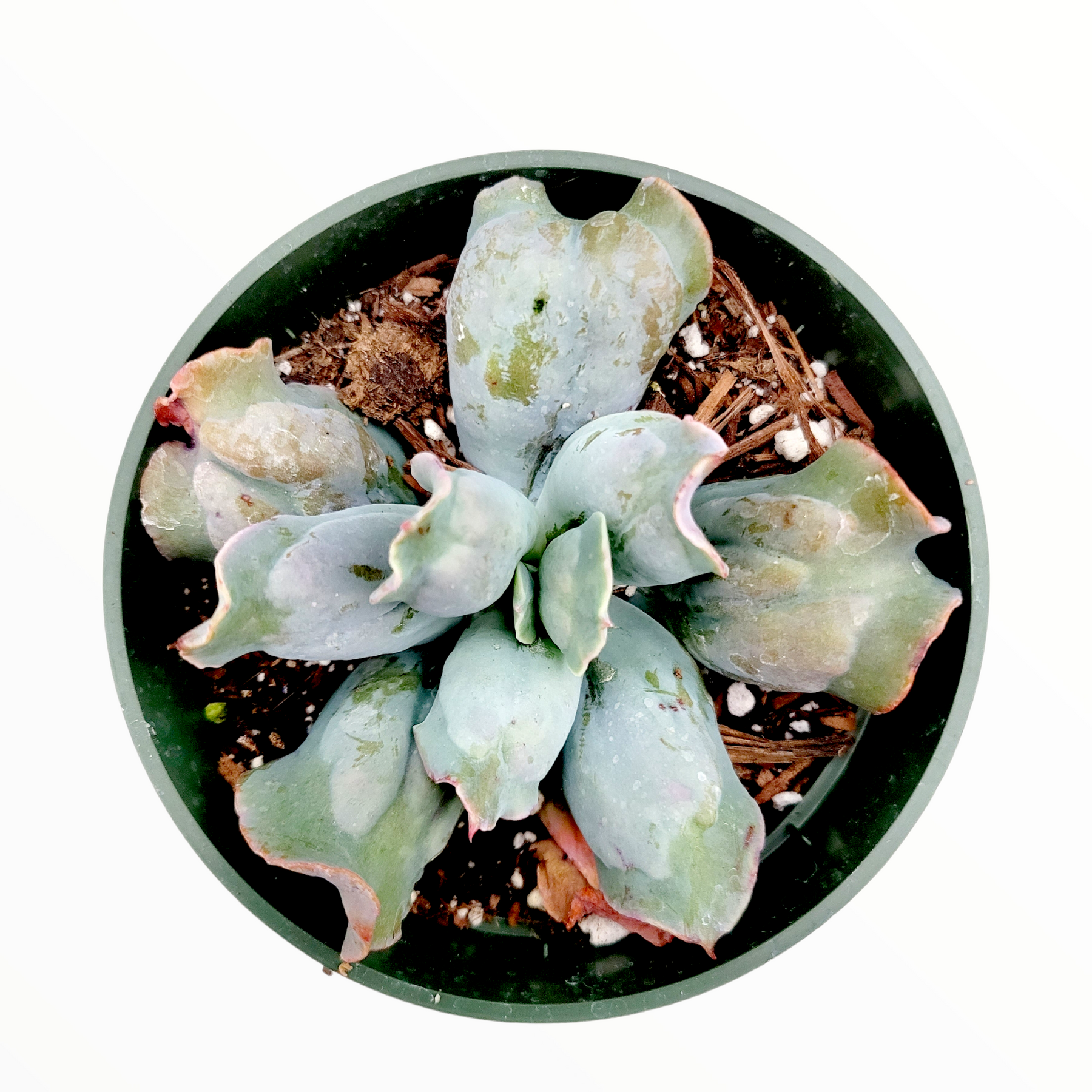 Echeveria 'Culibra'