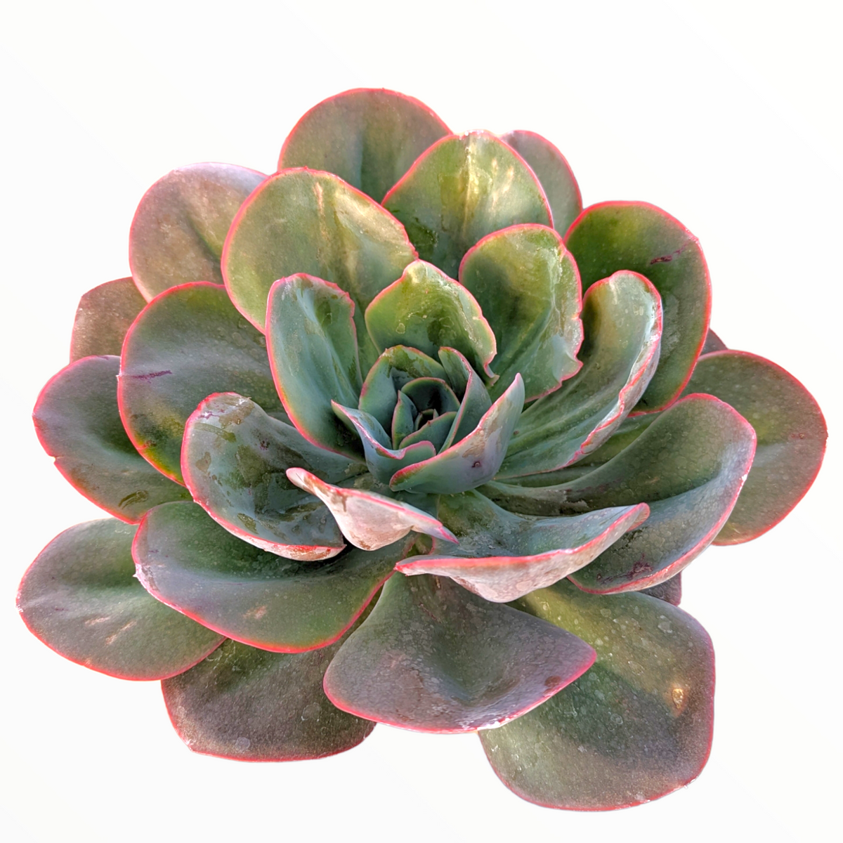 Echeveria 'Da Vinci Code' succulent with pink-edged green leaves.