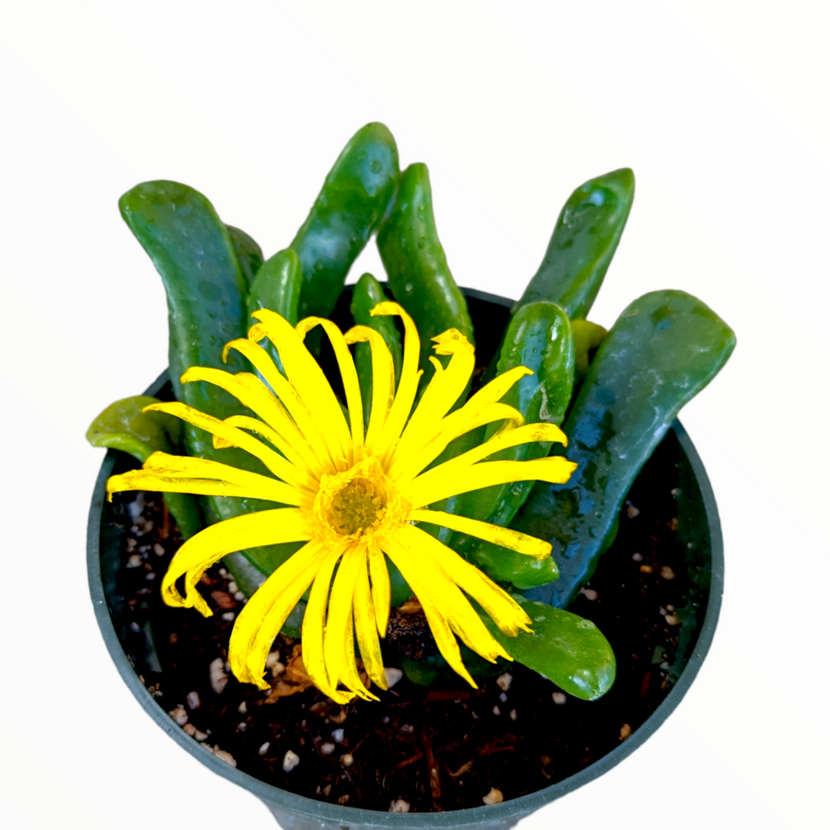 Glottiphyllum longim - Tongue Leaf Plant