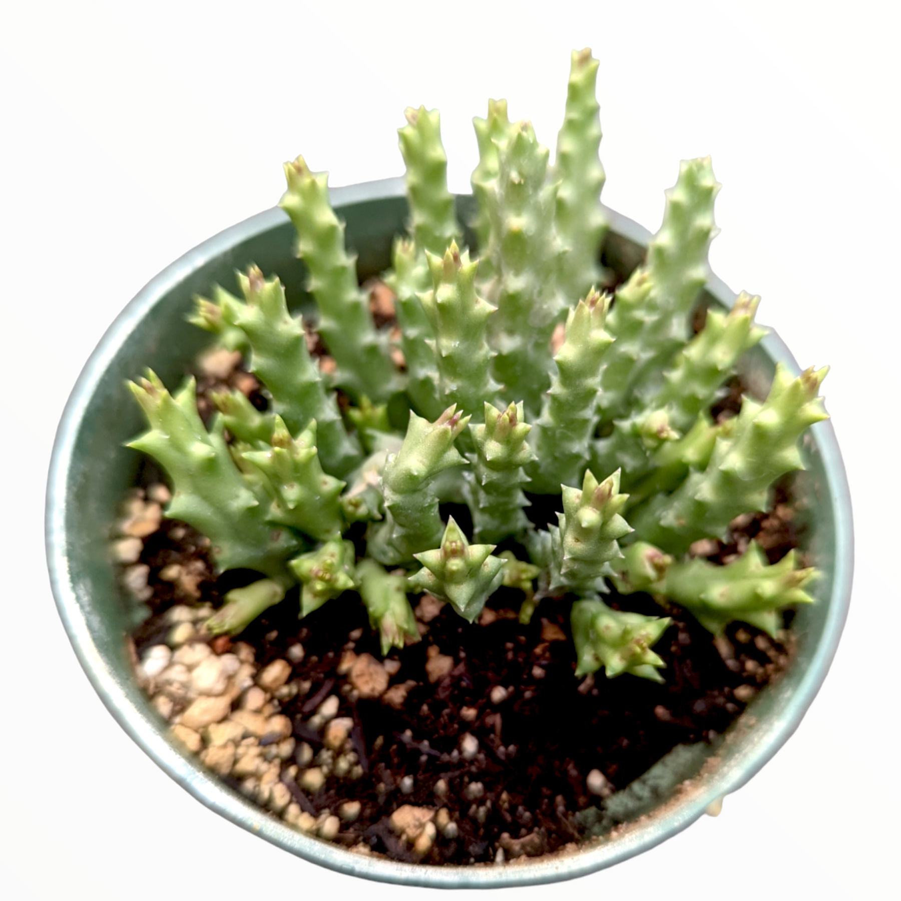 Stapelia Sp.