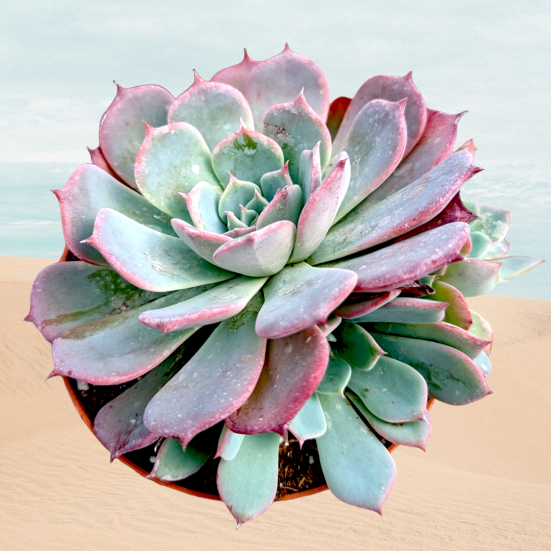 round succulent plant Echeveria Laulensis -