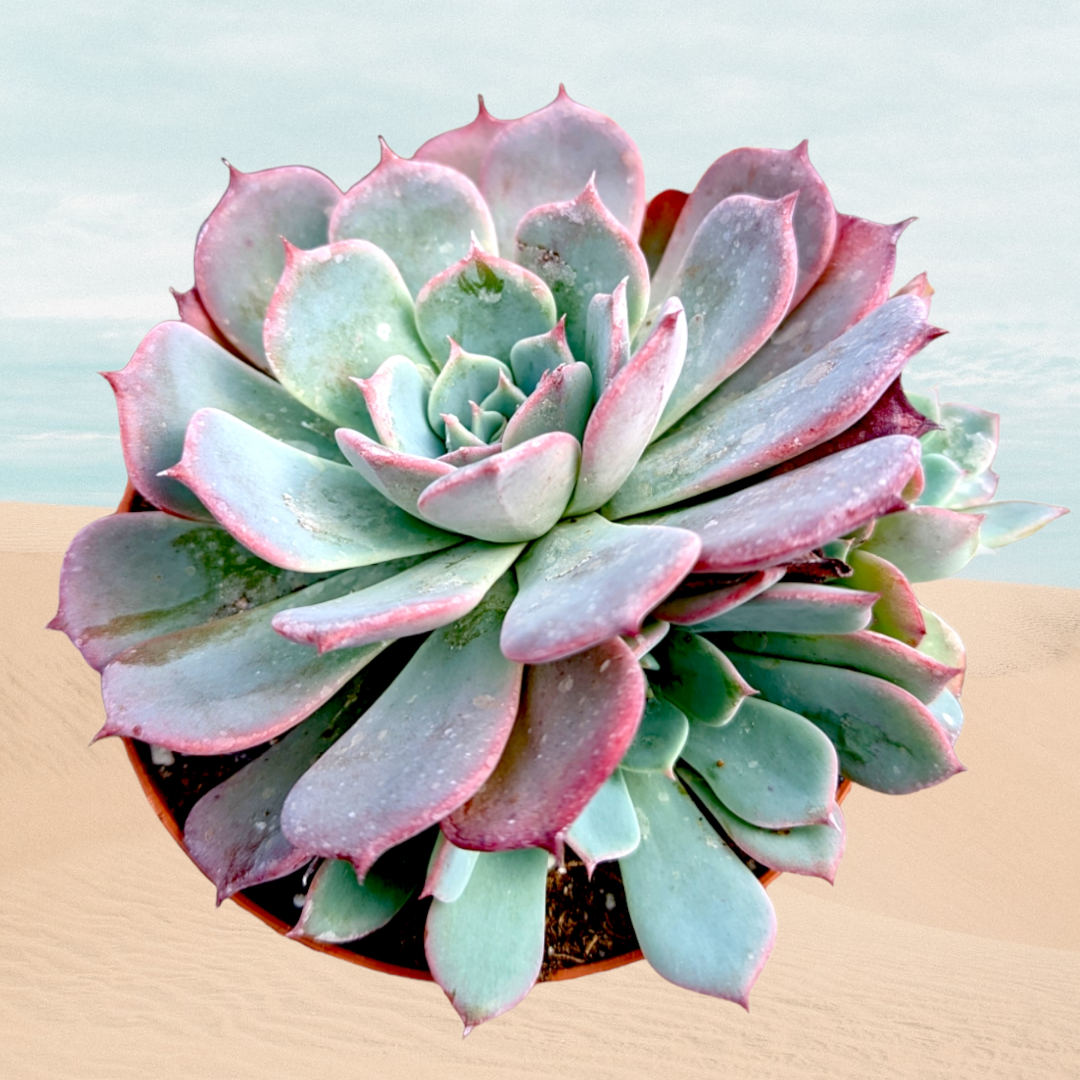 Echeveria Laulensis