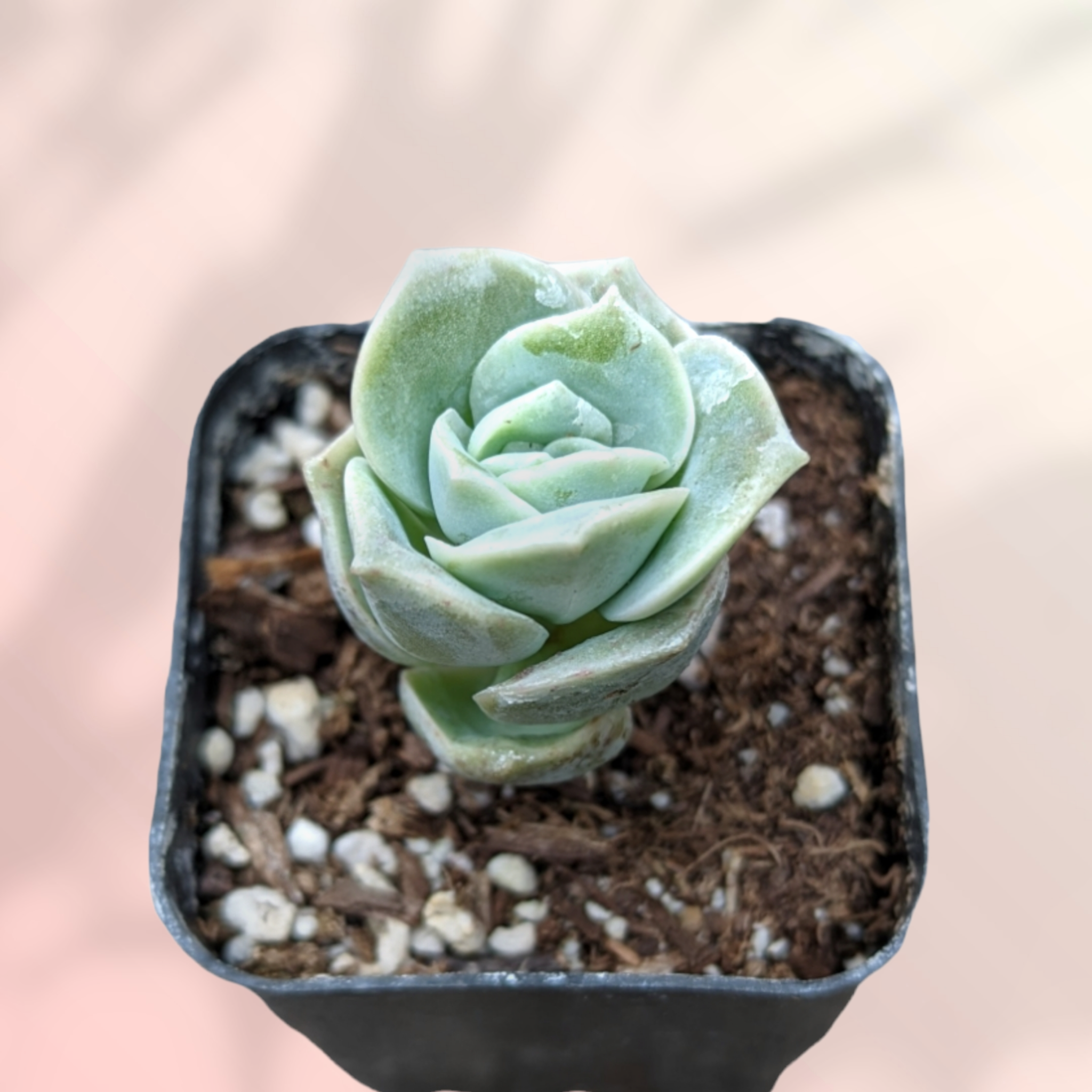 Graptoveria 'Lovely Rose' -