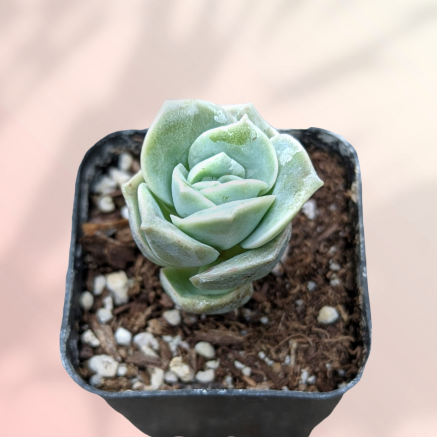 Graptoveria 'Lovely Rose' - Succulents Depot