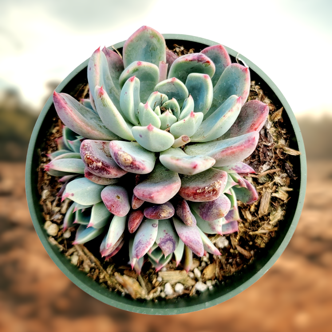 Echeveria Nanahukumini