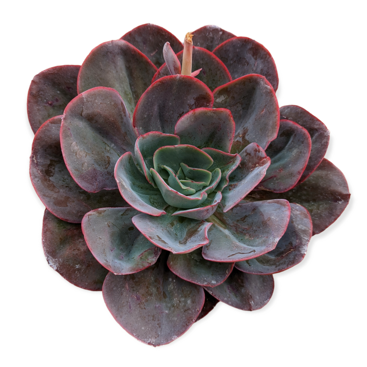 Echeveria 'Da Vinci Code' succulent with purple-brown leaf edges.