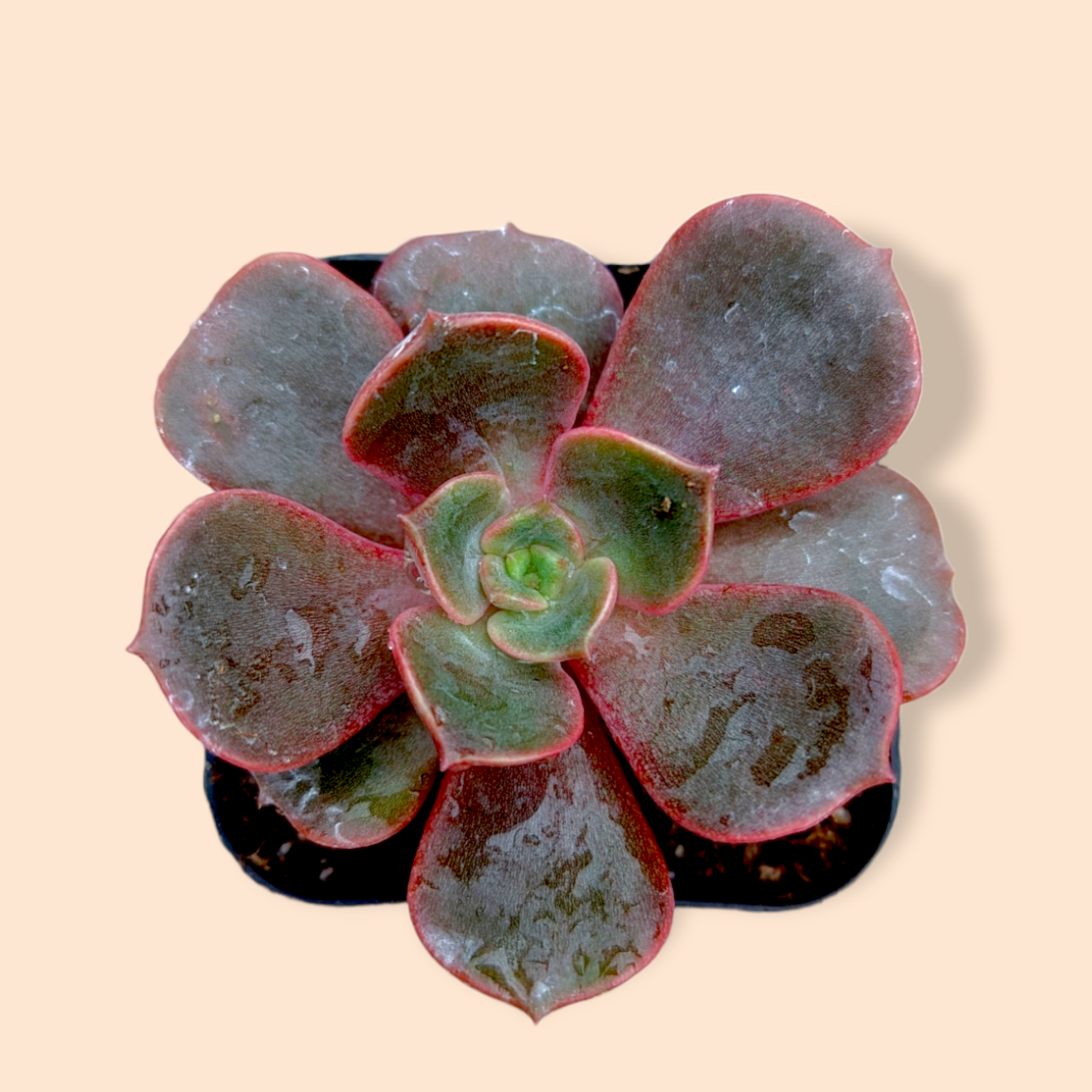 Echeveria Vampire 'Red ball'