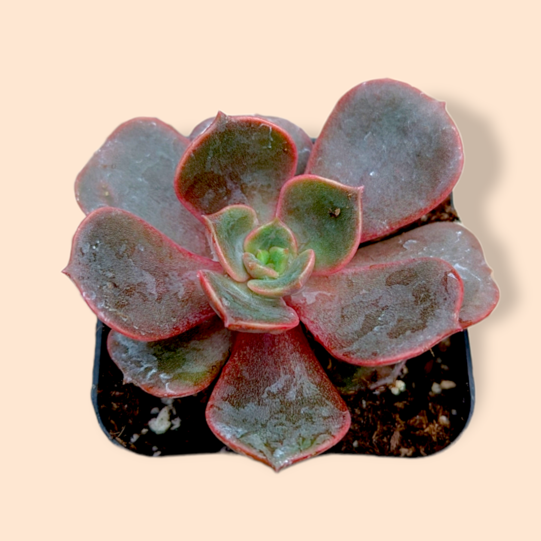 Echeveria Vampire 'Red ball'