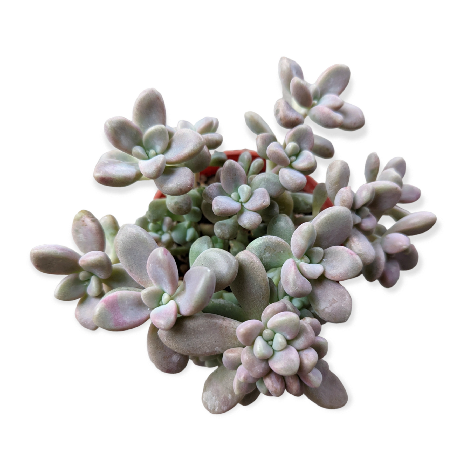 Graptopetalum Allen
