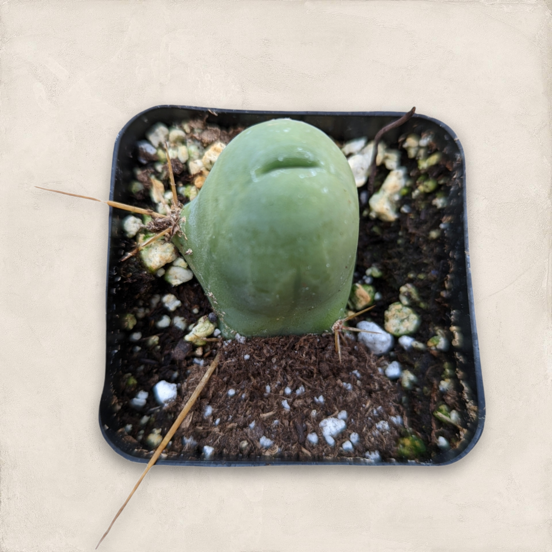 Trichocereus bridgesii monstrose Penis Cactus