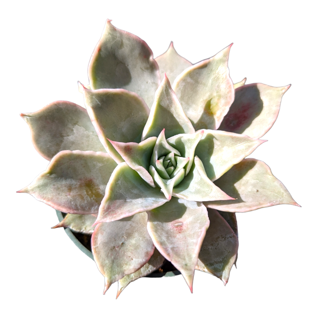 madiba succulent Echeveria madiba