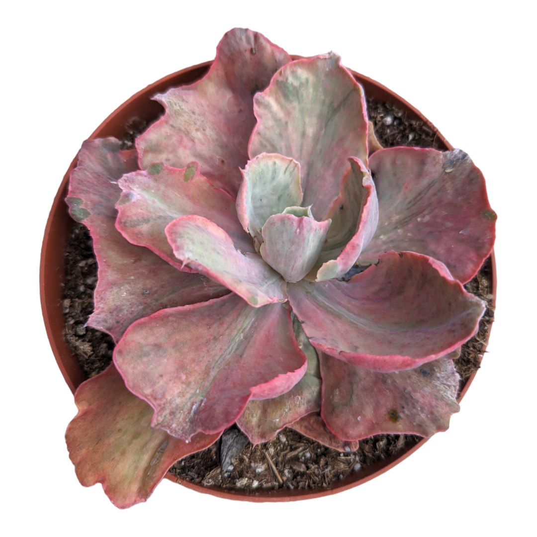 fleshy succulent leaves Echeveria Flying Cloud Variegata