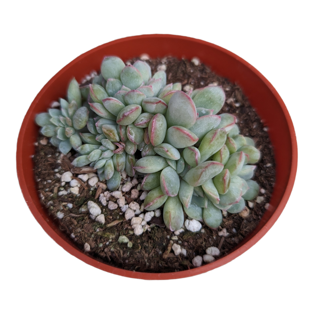 Echeveria 'Apus' Crest