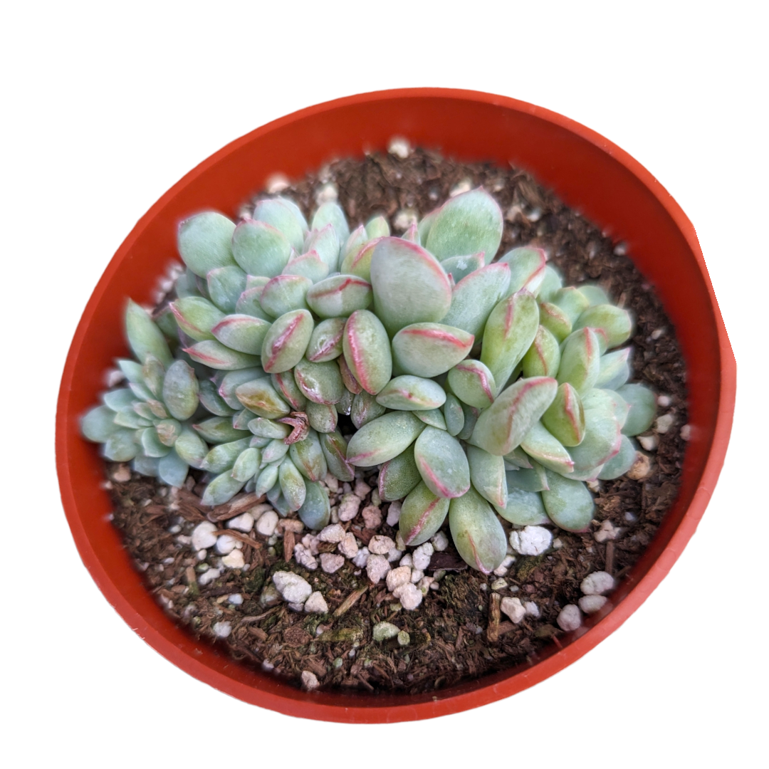 Echeveria 'Apus' Crest