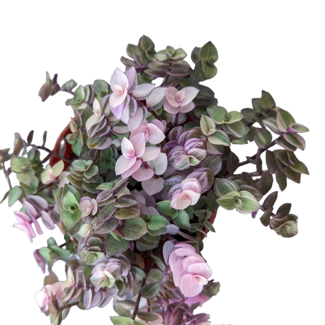 Callisia repens Miniature Wandering Dude Mix, trailing, variegated succulent.