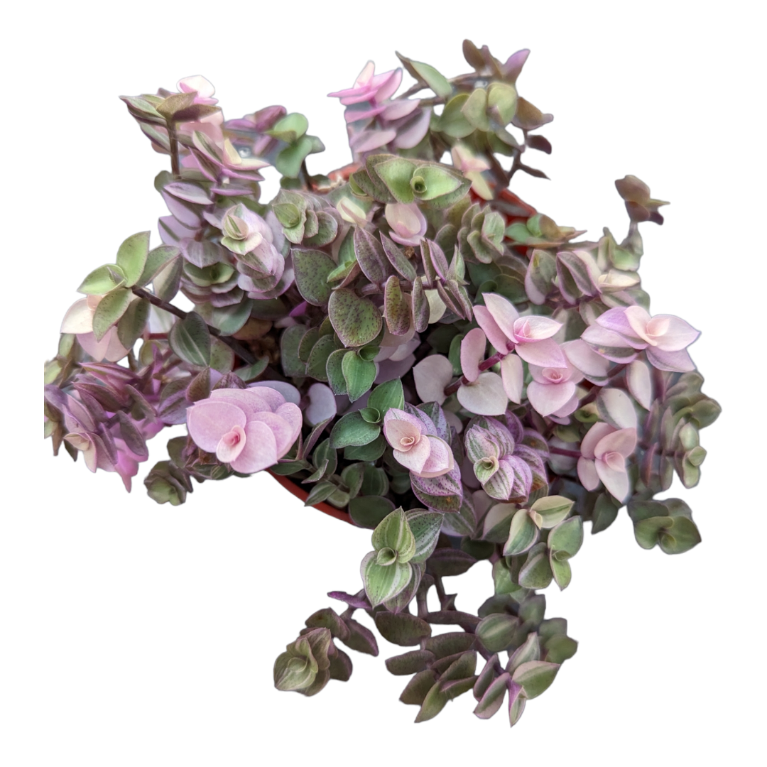 Callisia repens Miniature Wandering Dude Mix, cascading foliage in pink tones.