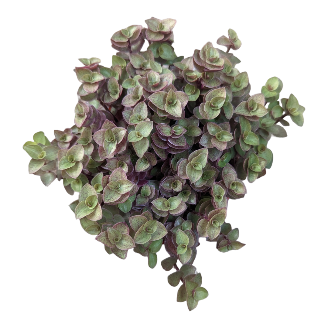callisia repens plant Callisia repens Miniature Wandering Dude
