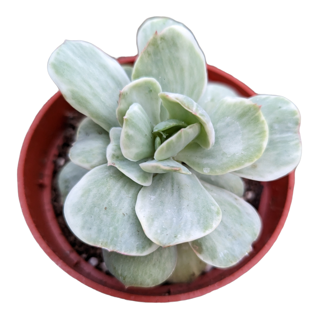 peach egg succulent Echeveria Peach Pride Variegata