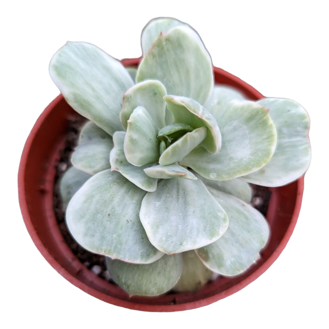 Echeveria Peach Pride Variegata