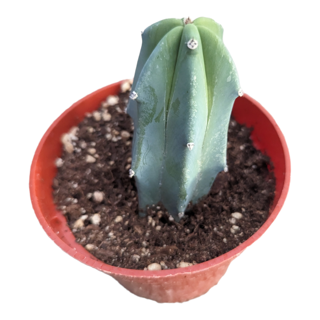 blue candle succulent Myrtillocactus geometrizans "Blue Candle" -
