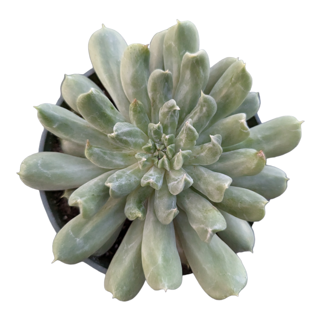 Echeveria 'Irish Mint'
