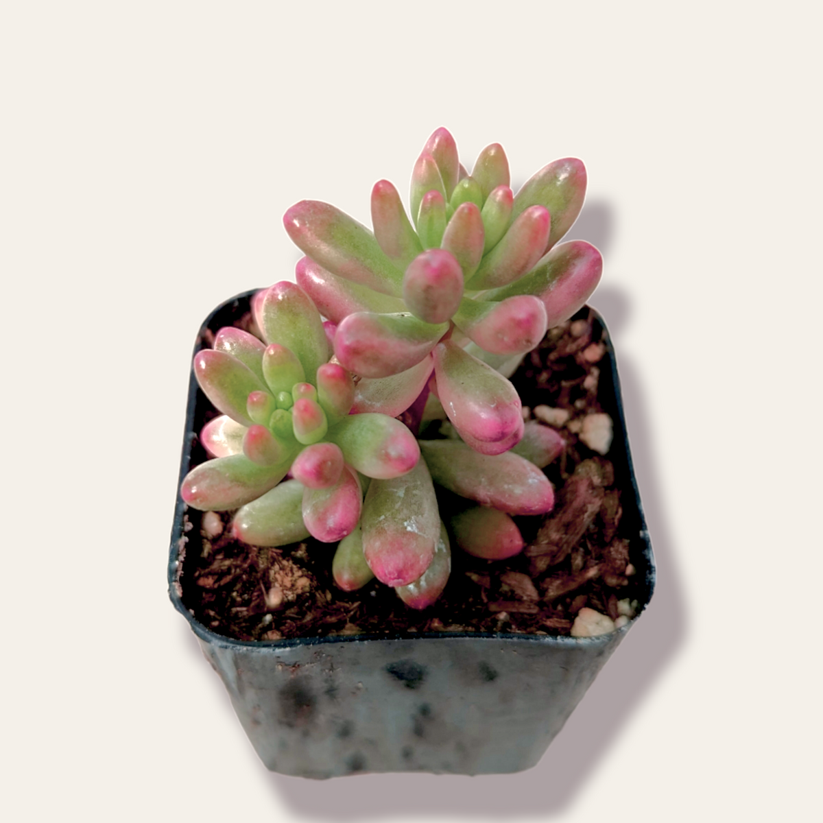 Sedum rubrotinctum 'Aurora' Pink Jelly Bean in nursery pot.