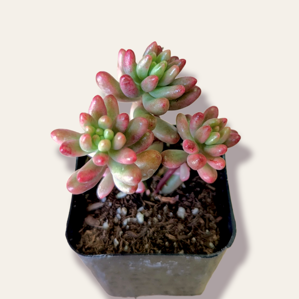 Sedum rubrotinctum 'Aurora' Pink Jelly Bean succulent in pot.