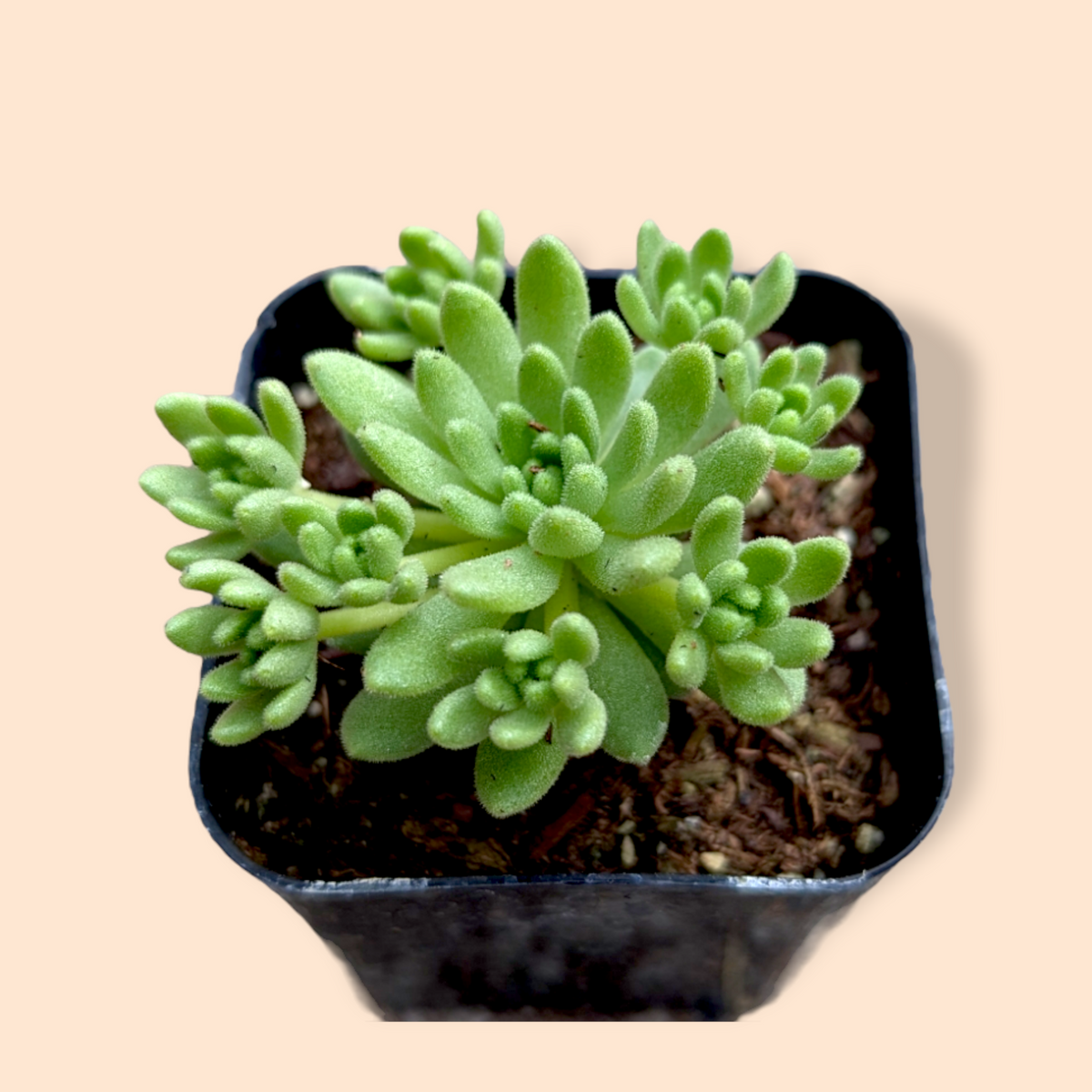 Sedum winkleri in black nursery pot with well-draining soil.