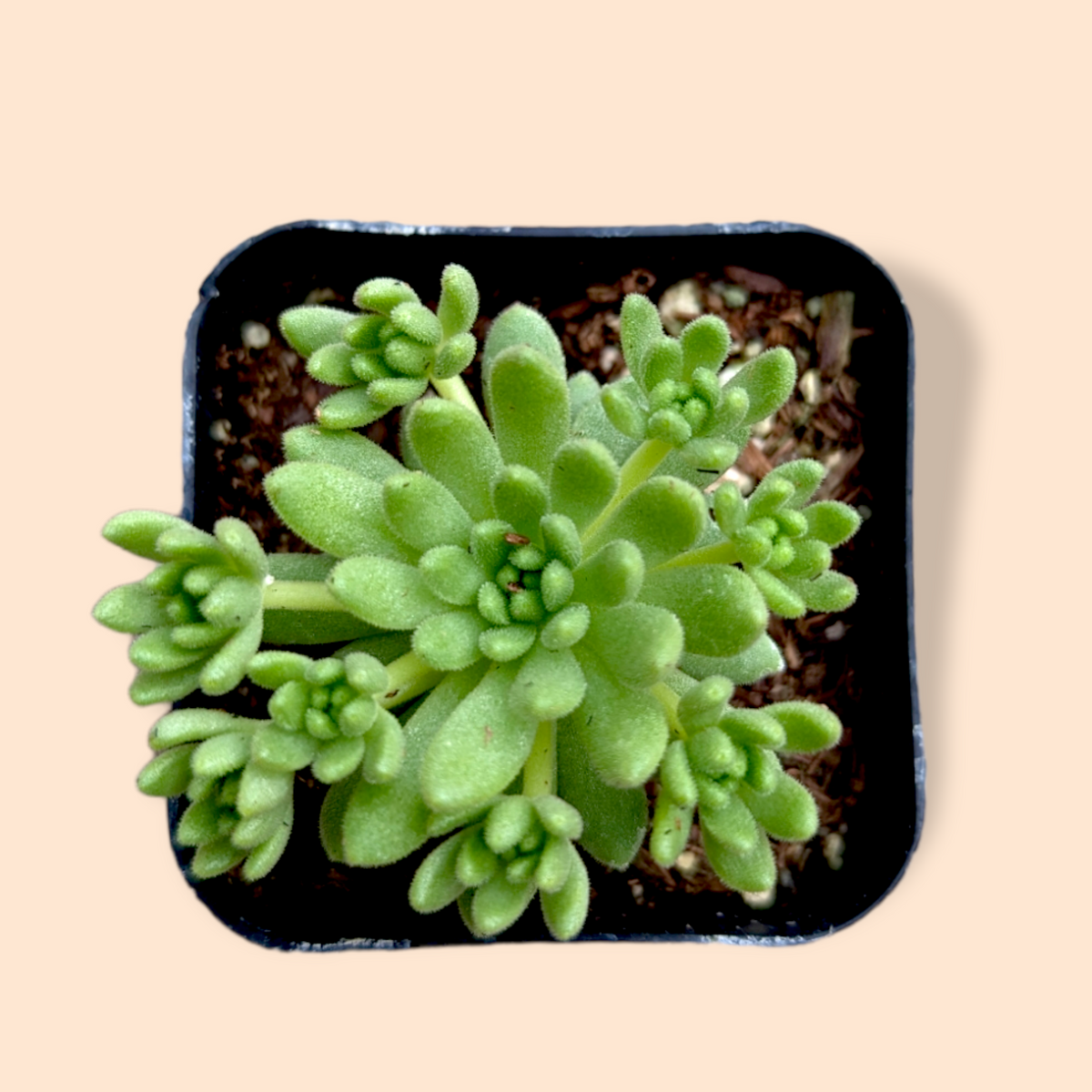 Sedum winkleri succulent in a square nursery pot.
