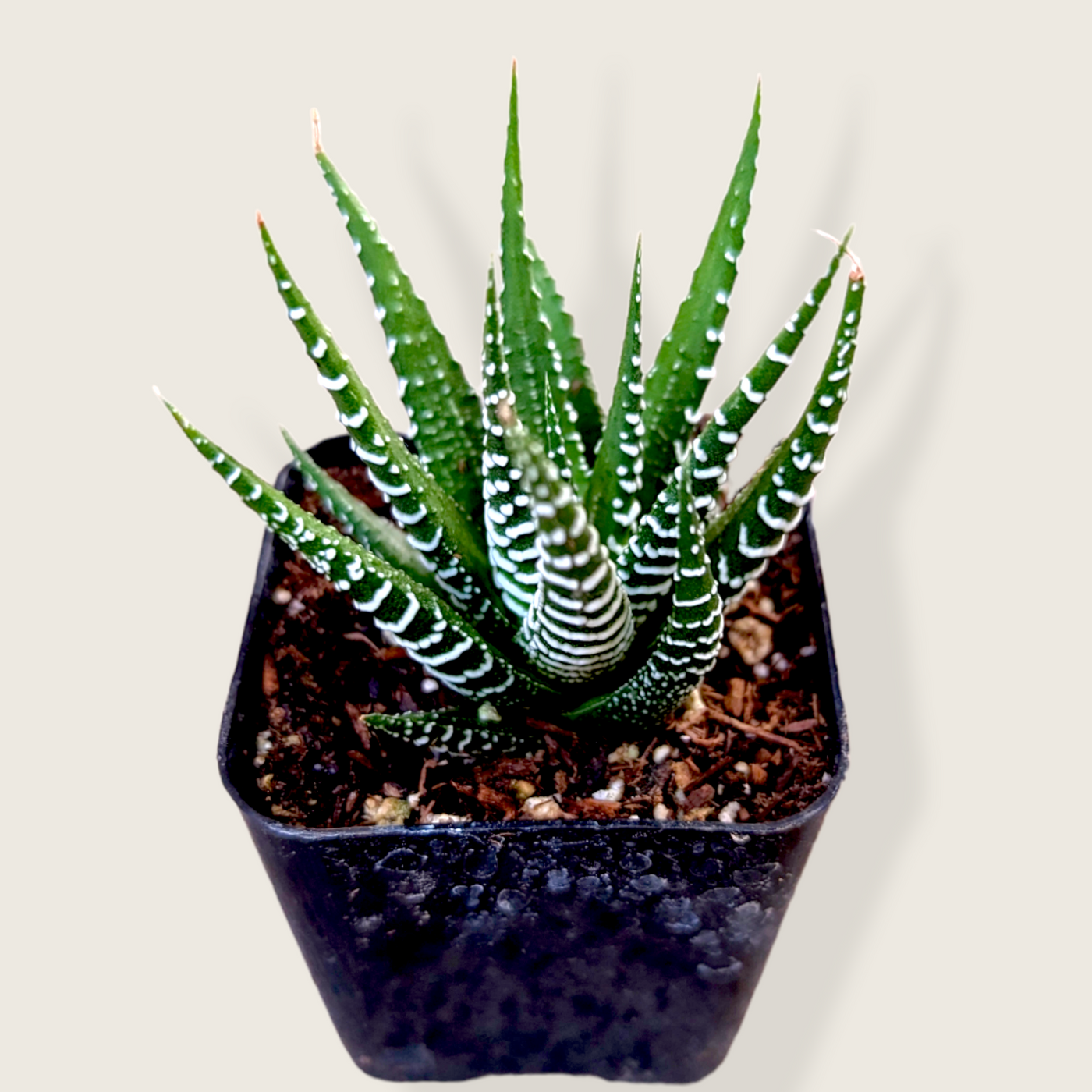 Haworthia fasciata - Zebra Plant in black pot.