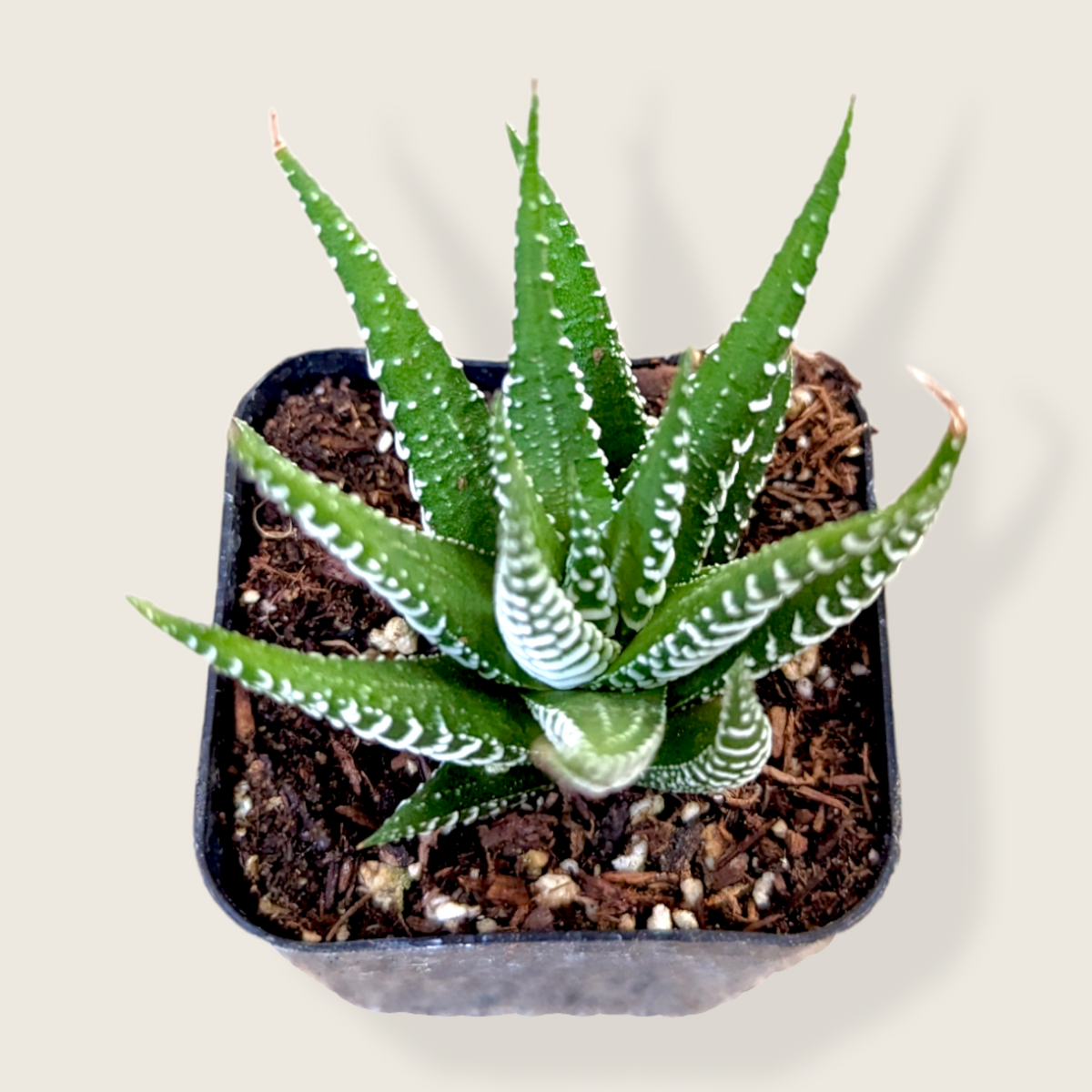 Zebra Plant (Haworthia fasciata) in nursery pot.