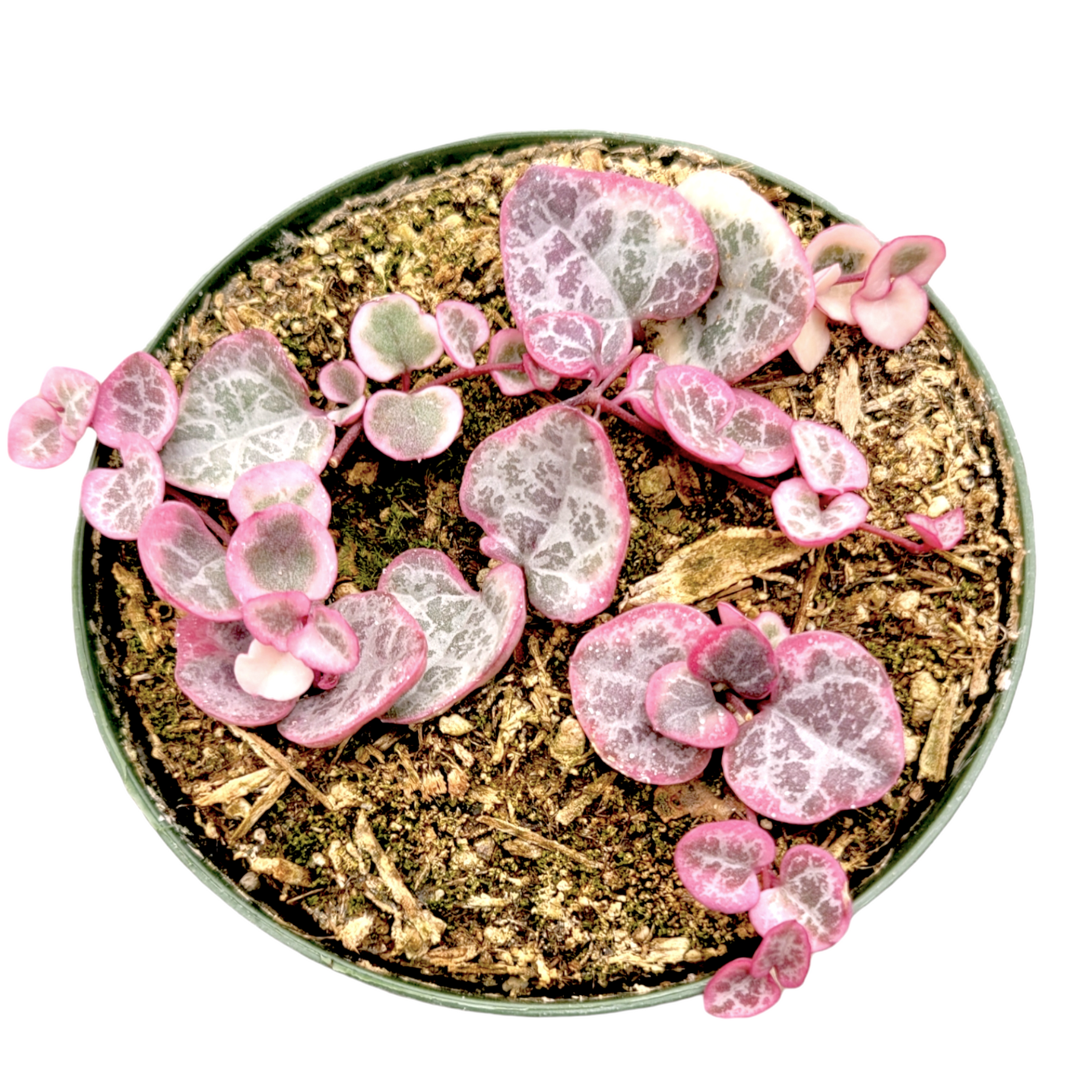 Ceropegia woodii Variegated String of Hearts - Succulents Depot