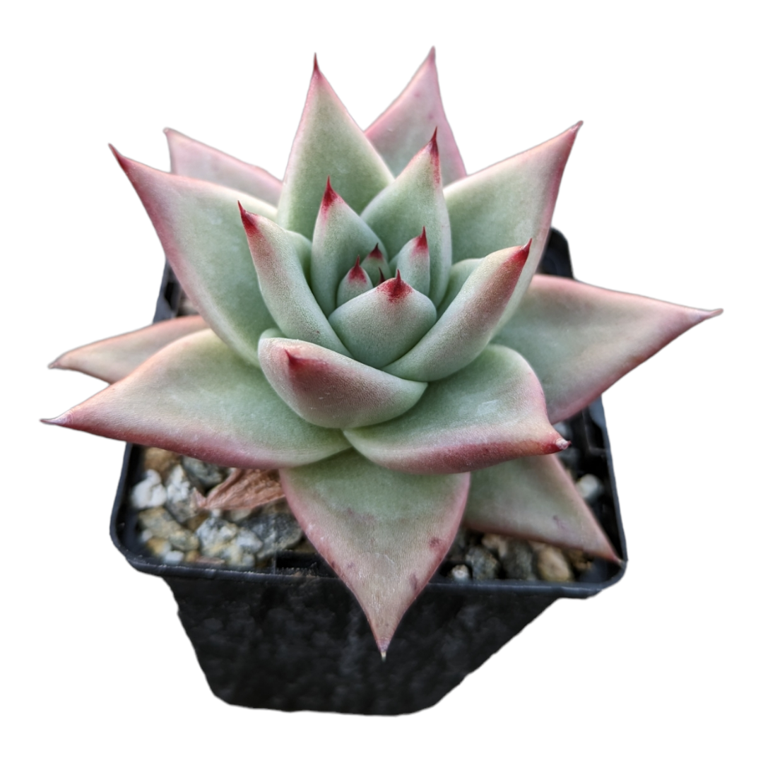 succulent definition Echeveria agavoides Sp -