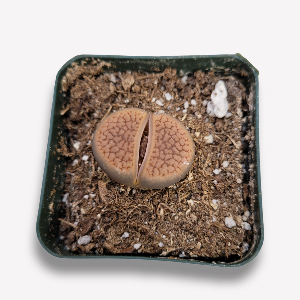Lithops 'Living Stones' succulent in gritty potting mix.