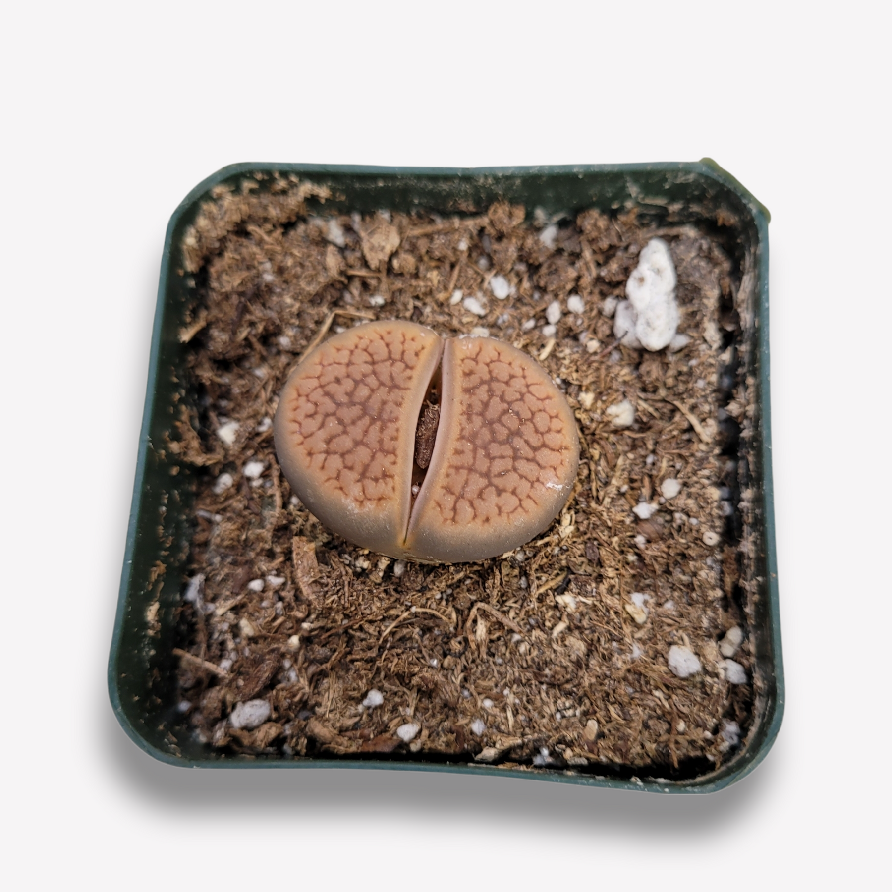 Lithops 'Living Stones' - Succulents Depot