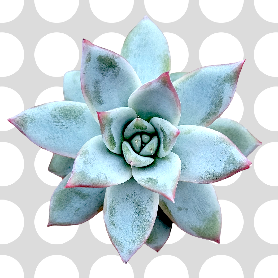 Echeveria colorata 'Brandtii'