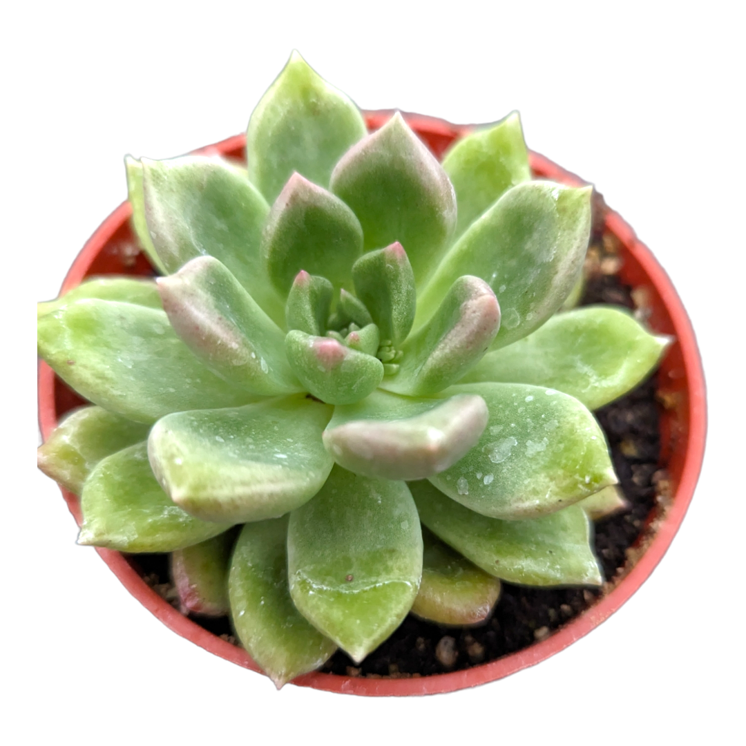 Graptoveria 'Melody'