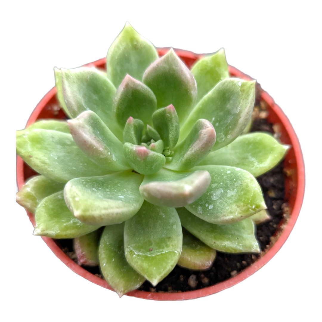 Echeveria Melody