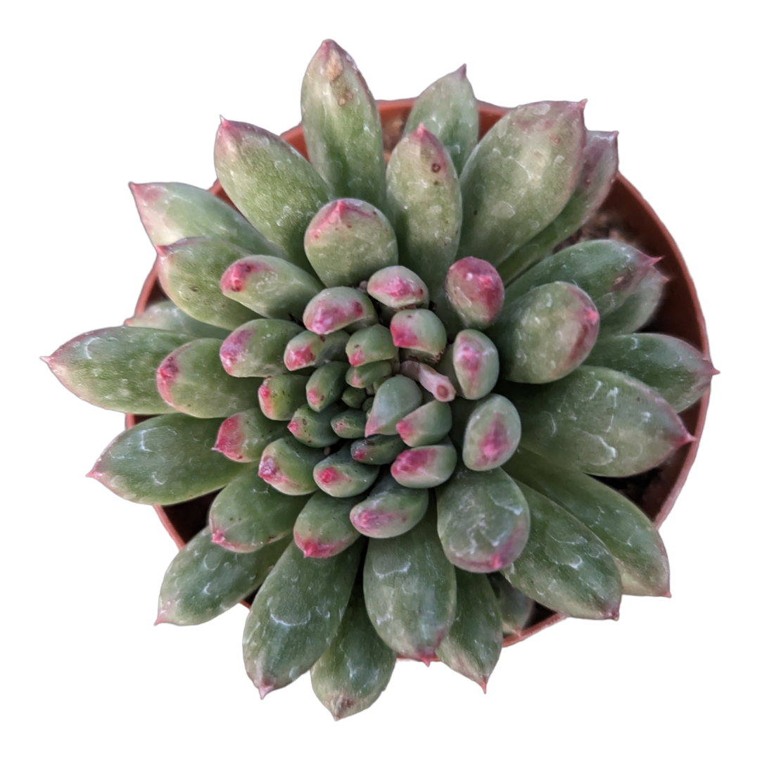 Pachyveria 'Red Angel' succulent in nursery pot.