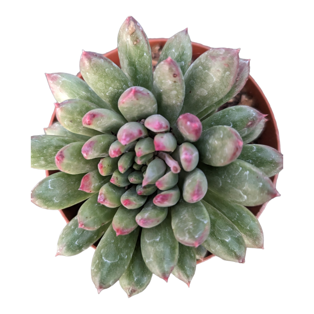 Pachyveria 'Red Angel' succulent rosette, pink-tipped green leaves.