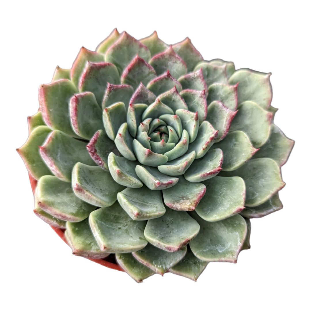 Echeveria  masoho