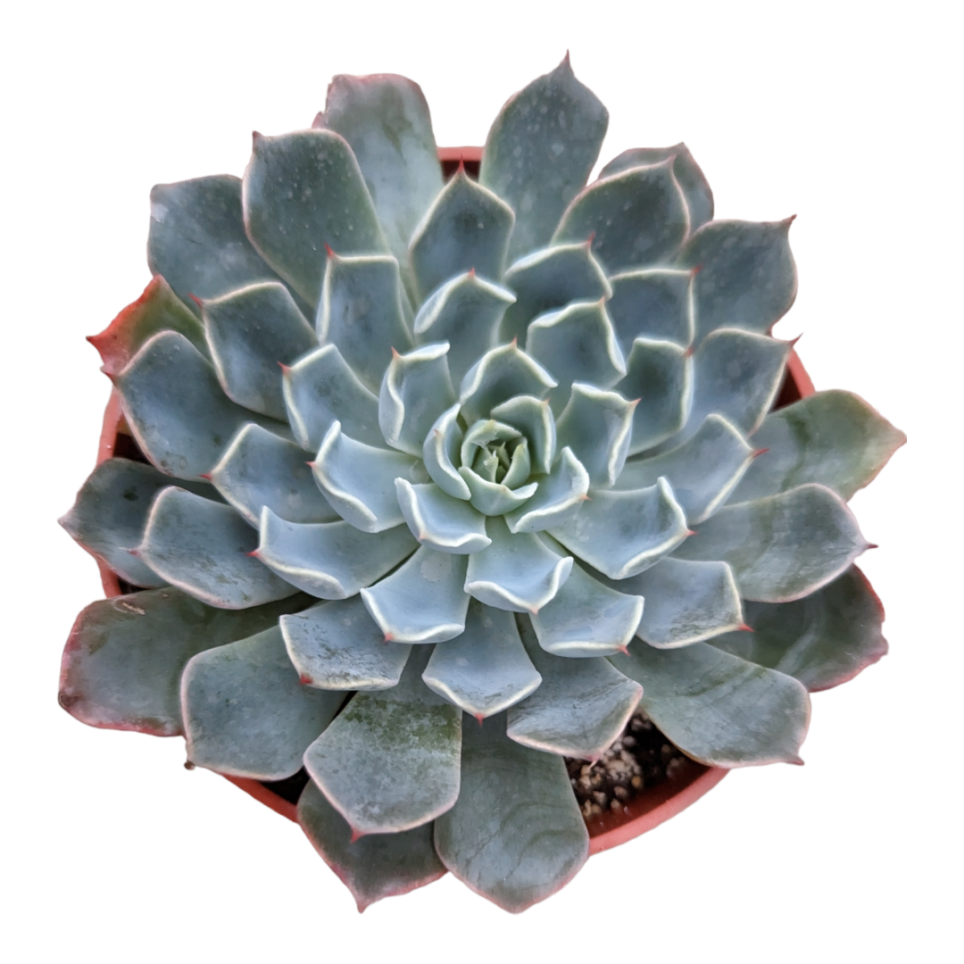 Echeveria Allegra - Succulents Depot
