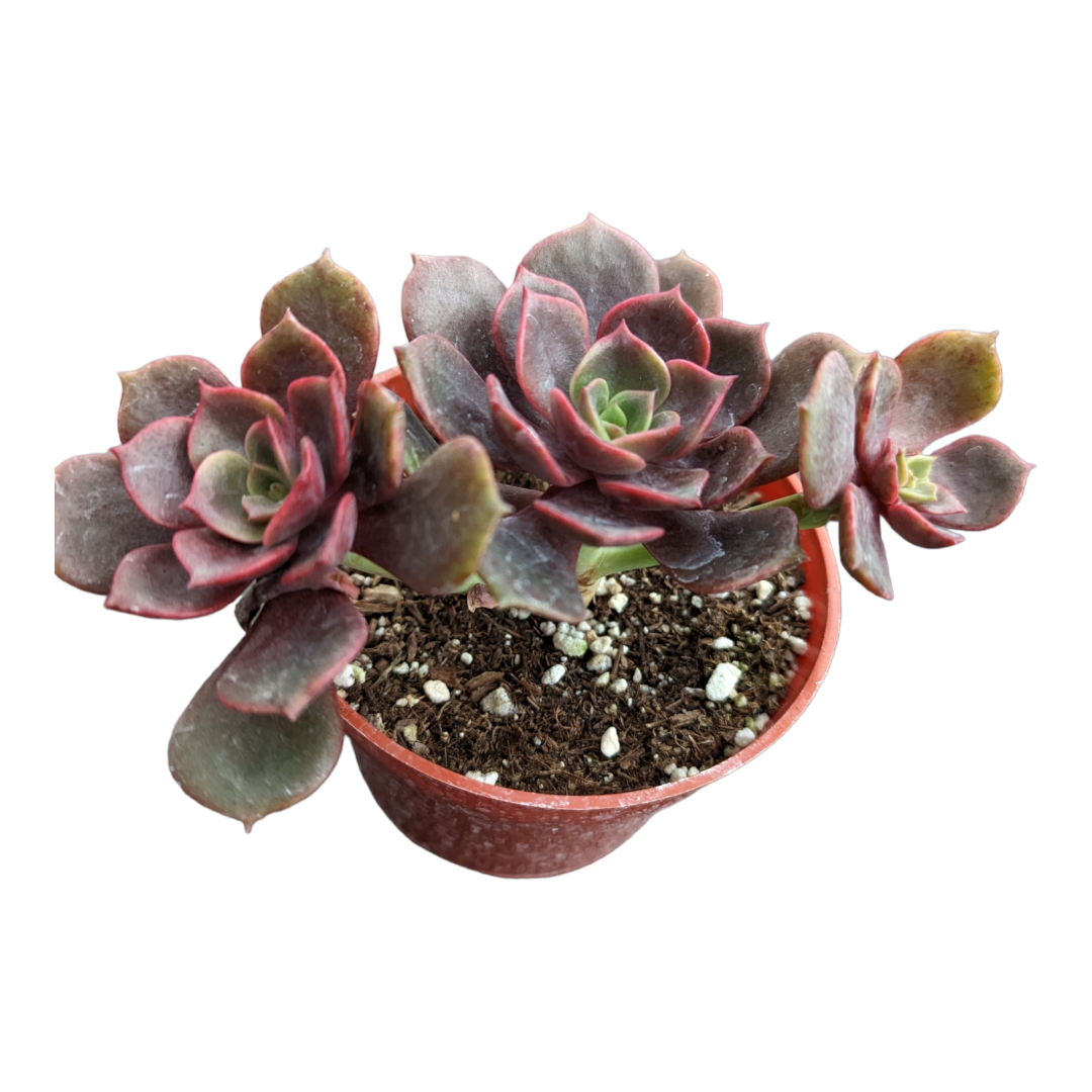 Echeveria Vampire 'Red ball'